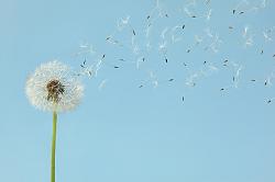        







  dandelion-with-flying-seeds-chris-stein.jpg  



   18  



  99.1    



	 2144115